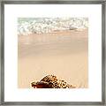 Seashell And Ocean Wave 4 Framed Print