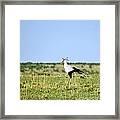 Secretary Bird Gathering Framed Print