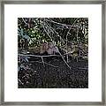 Secrets Framed Print