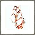 Section Of A Marine Snail Shell Framed Print