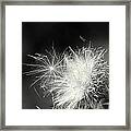 Seeds From The Thistle Framed Print