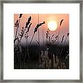 Seed Heads At Sunset Framed Print
