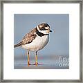 Semipalmated Plover Framed Print