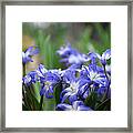 Send Flowers Fine Art Print Sweet Squill By Penny Hunt Floral Macro Framed Print