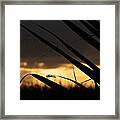 Sentinel Dragonfly Framed Print