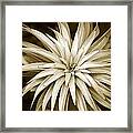 Sepia Plant Spiral Framed Print