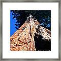 Sequoia Giant Yosemite Park Framed Print