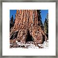 Sequoia National Park Framed Print