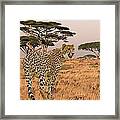 Serengeti Cat Framed Print
