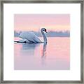 Serenity   Mute Swan At Sunset Framed Print