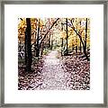 Serenity Walk In The Woods Framed Print