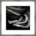 Serpentes Framed Print