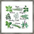 Set Of Fresh Herbs Framed Print