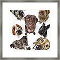 Seven Dogs Looking Up Framed Print