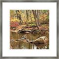 Shades Of Fall In Ridley Park Framed Print