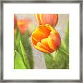 Shades Of Spring Framed Print