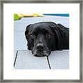 Shadow Lounging On The Deck Framed Print