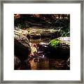 Shadowy Home For Trout Framed Print