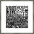 Shady Corner Under The Birch Trees In Black And White Framed Print