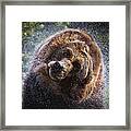 Shake It Off Framed Print