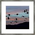 Sandhill Cranes Landing At Sunset 2 Framed Print