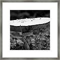 Share And Spread Framed Print