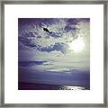 Shark Patrol, Laguna Beach Framed Print