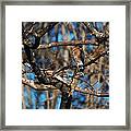 Sharp Shinned Hawk Framed Print