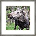 She Moose Framed Print