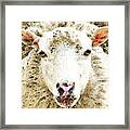 Sheep Art - White Sheep Framed Print