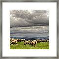 Sheep  Grazing On A Mountain Pasture Framed Print