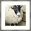 Sheep In Pen Framed Print