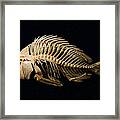 Sheepshead Fish Skeleton Framed Print