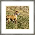 Shelby Who Sees All Framed Print