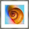 Shell Framed Print