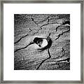 Shell On The Sand Black And White Photography Framed Print