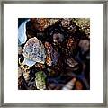 Shells With Bauxite Framed Print