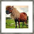 Shetland Pony Framed Print