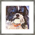 Shih Tzu Rescued Framed Print