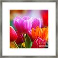 Shining Tulips Framed Print