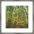 Shinto Shrine Deep In The Forest Framed Print