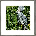 Shoebill Stork Framed Print