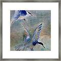 Shorebirds Framed Print