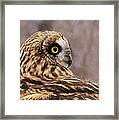 Short-eared Owl 1 Framed Print