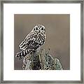 Short Eared Owl Framed Print