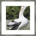 Short-tailed Albatross Lone Female Framed Print