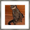 Shorthair Scottish Fold Cat Framed Print