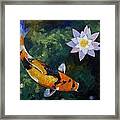 Showa Koi And Water Lily Framed Print