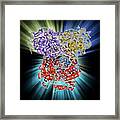 Shrew Eye Lens Protein Molecule Framed Print