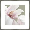 Shy Magnolia Flower Blossom Framed Print